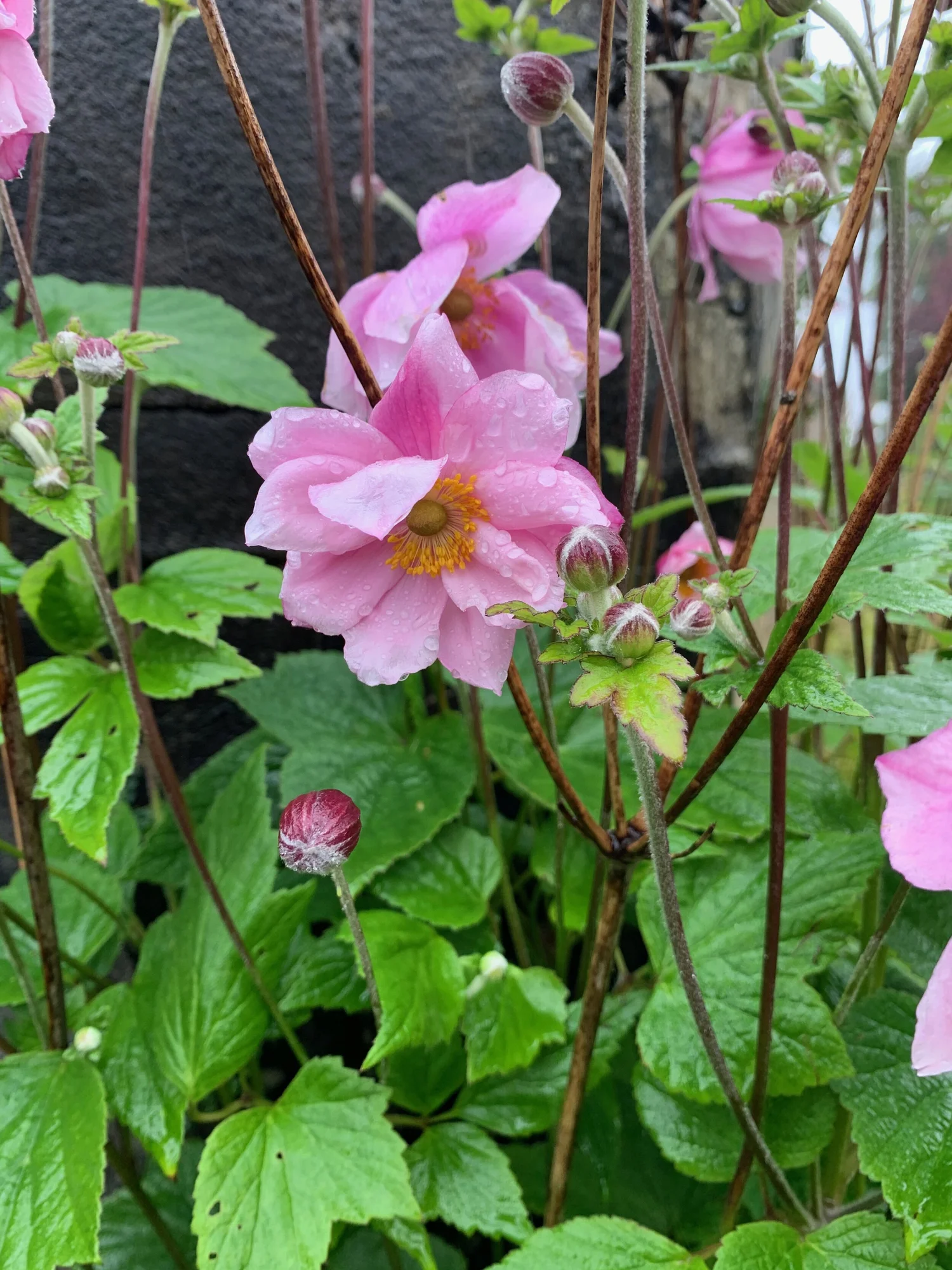 Anemone species — BSBI VC77